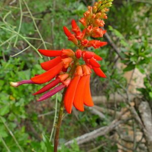 Dwergkoraalboom Erythrina humeana bloemen in rood en oranje.