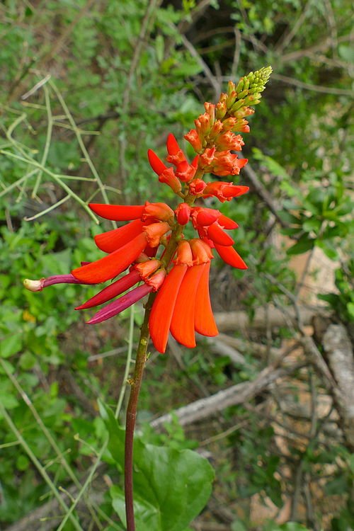 Dwergkoraalboom Erythrina humeana bloemen in rood en oranje.