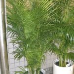 Kamerpalm (Areca) plant met weelderige groene bladeren en slanke stammen.