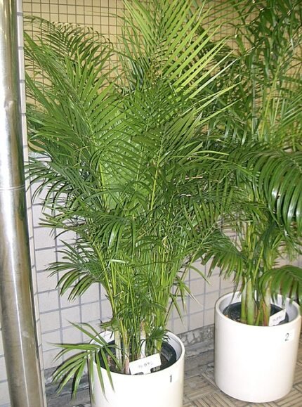 Kamerpalm (Areca) plant met weelderige groene bladeren en slanke stammen.