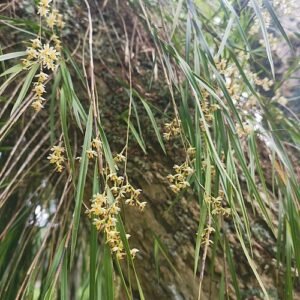 Witte bloeiende Earina mucronata orchidee met groene bladeren.