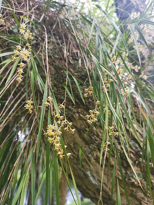 Witte bloeiende Earina mucronata orchidee met groene bladeren.