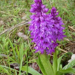 Paarse mannetjesorchis bloem op kalkrijke grond, winterhard, gedijt in schaduw.