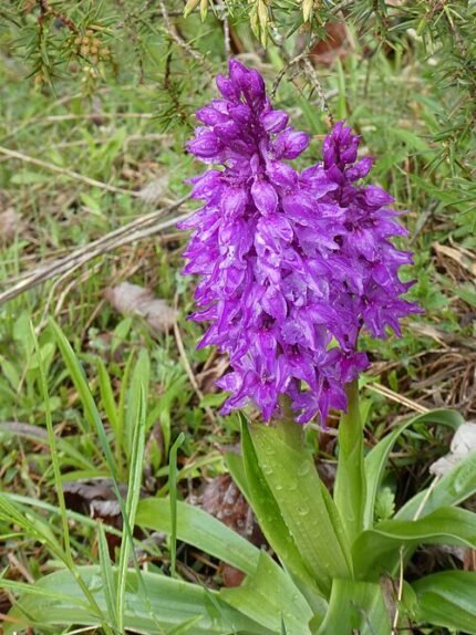 Paarse mannetjesorchis bloem op kalkrijke grond, winterhard, gedijt in schaduw.