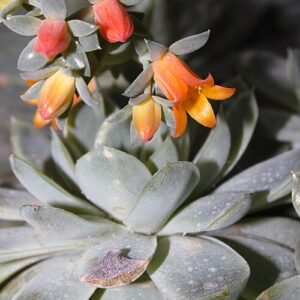 Echeveria elegans plant met rozet van bleekgroene bladeren met roze uiteinden.