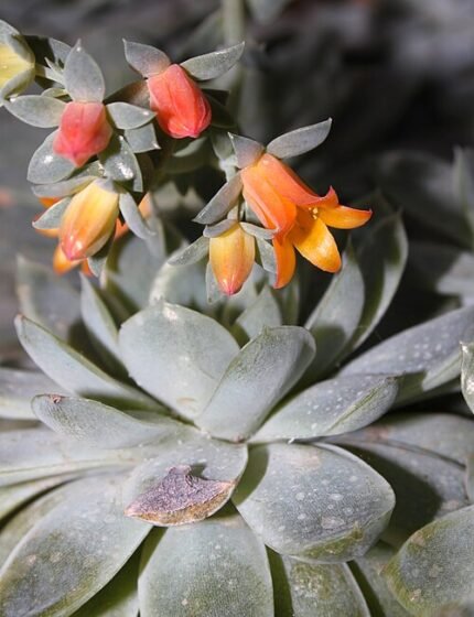 Echeveria elegans plant met rozet van bleekgroene bladeren met roze uiteinden.