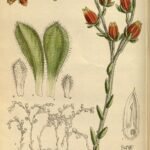Echeveria setosa plant met zilverachtig groene bladeren en roodachtige randen.