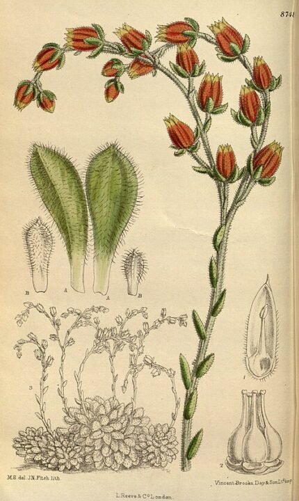 Echeveria setosa plant met zilverachtig groene bladeren en roodachtige randen.