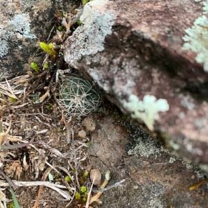Echinocereus acanthosetus cactus met bolvormig lichaam en stekelige doornen.
