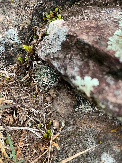Echinocereus acanthosetus cactus met bolvormig lichaam en stekelige doornen.