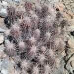 Echinocereus brandegeei cactus met levendige roze bloemen in bloei.