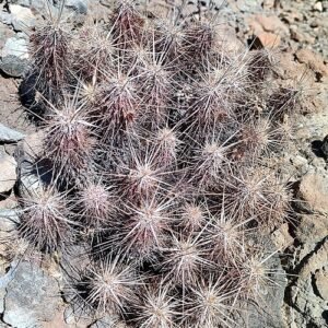 Echinocereus brandegeei cactus met levendige roze bloemen in bloei.