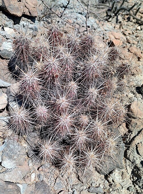 Echinocereus brandegeei cactus met levendige roze bloemen in bloei.