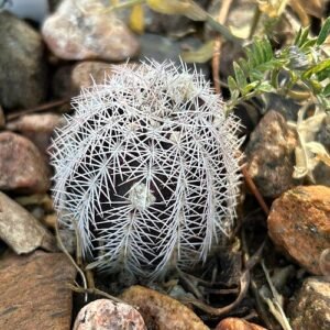 Bloeiende Echinocereus chisoensis cactusplant met roze bloemen en stekels.