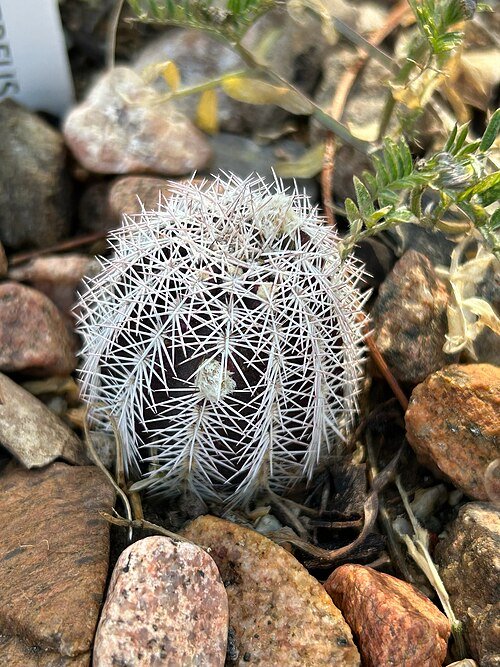 Bloeiende Echinocereus chisoensis cactusplant met roze bloemen en stekels.