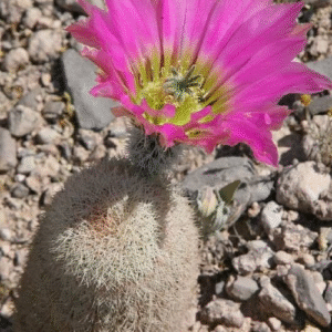 Prachtige Echinocereus felixianus cactus in bloeiende pot.