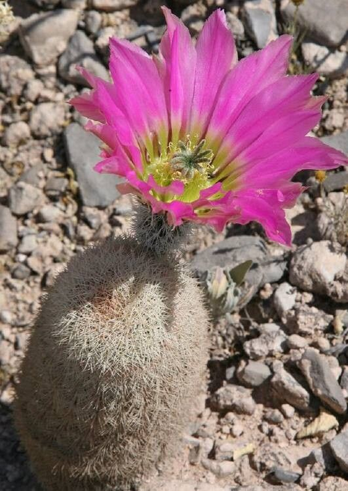 Prachtige Echinocereus felixianus cactus in bloeiende pot.