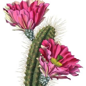 Echinocereus fendleri cactus met roze bloemen in bloei.