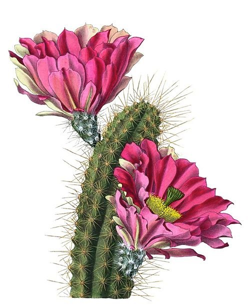 Echinocereus fendleri cactus met roze bloemen in bloei.