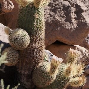 Echinocereus grandis cactus met levendige roze bloemen in bloei op zanderige woestijngrond.