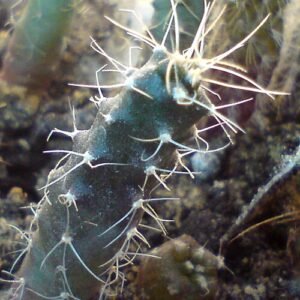 Echinocereus knippelianus cactusplant met lange stekelige stelen en roze bloemen in pot.