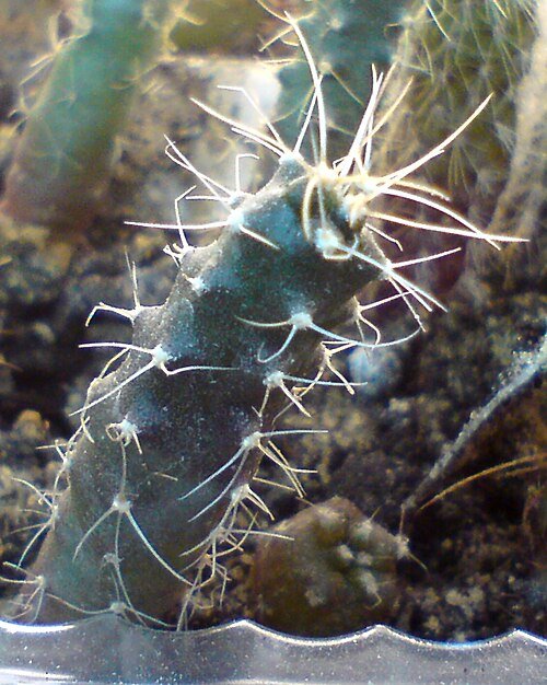 Echinocereus knippelianus cactusplant met lange stekelige stelen en roze bloemen in pot.