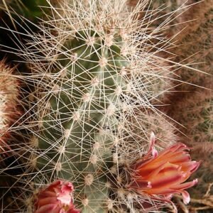 Echinocereus mapimiensis cactus met roze en witte bloemen in bloei op een zanderige woestijnachtergrond.
