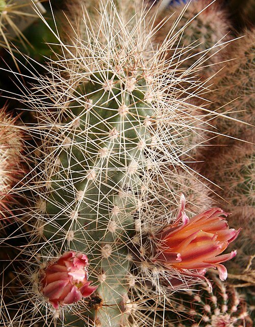 Echinocereus mapimiensis cactus met roze en witte bloemen in bloei op een zanderige woestijnachtergrond.
