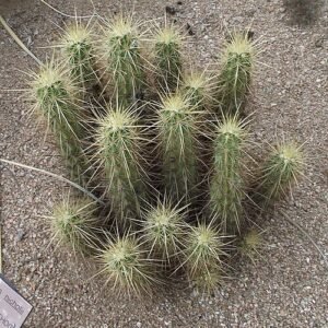 Echinocereus nicholii cactus met levendige roze bloemen in bloei.