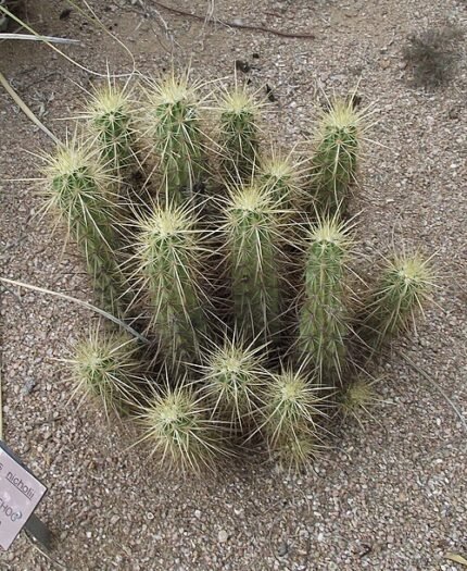 Echinocereus nicholii cactus met levendige roze bloemen in bloei.