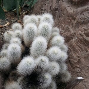 Bloeiende Echinocereus nivosus cactus op stekelige groen-gele stengels.