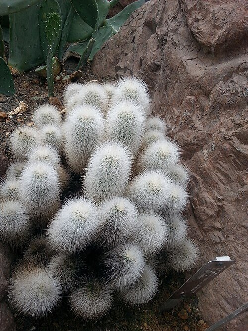 Bloeiende Echinocereus nivosus cactus op stekelige groen-gele stengels.