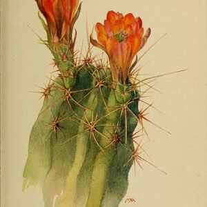 Echinocereus polyacanthus cactus met roze en witte bloemen in woestijnomgeving.