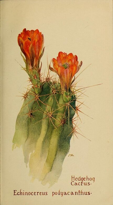 Echinocereus polyacanthus cactus met roze en witte bloemen in woestijnomgeving.