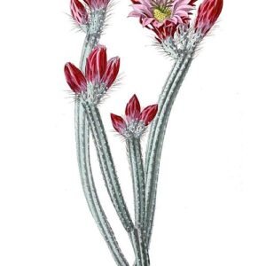 Bloeiende Echinocereus poselgeri cactus met roze bloemen.