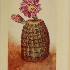 Echinocereus rigidissimus cactus met levendige roze bloemen tegen een vervaagde achtergrond.