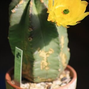 Echinocereus subinermis cactus met helder roze bloemen in bloei.