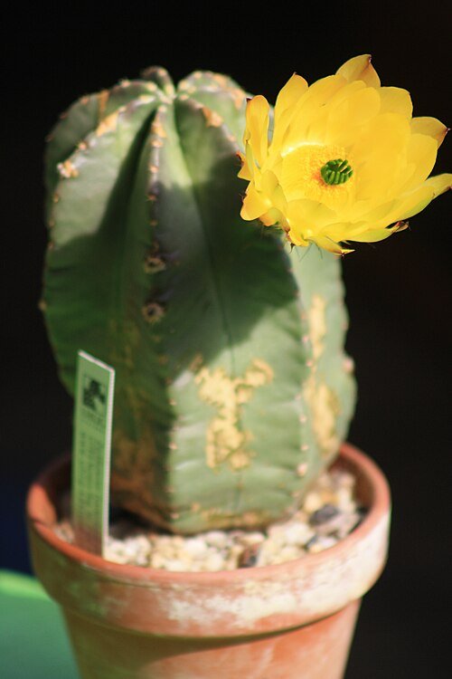 Echinocereus subinermis cactus met helder roze bloemen in bloei.