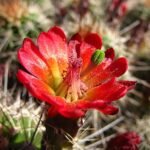 Echinocereus triglochidiatus cactus met felrode bloemen en stekels.