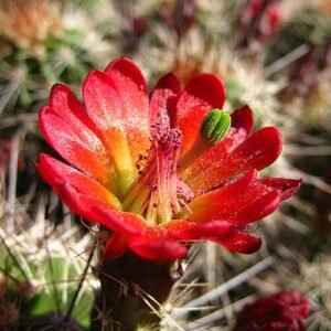 Echinocereus triglochidiatus cactus met felrode bloemen en stekels.