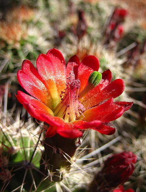 Echinocereus triglochidiatus cactus met felrode bloemen en stekels.