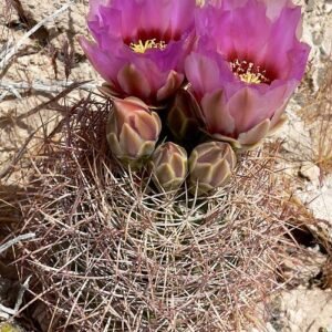 Echinomastus cactus met groene stengels, witte stekels en felroze bloemknoppen.