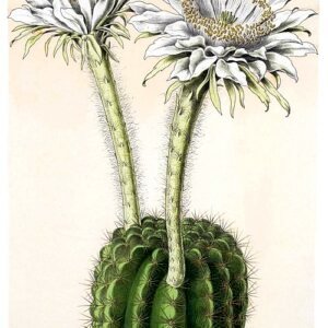 Prachtige roze bloemen op Echinopsis calochlora cactusplant met groene stekels.