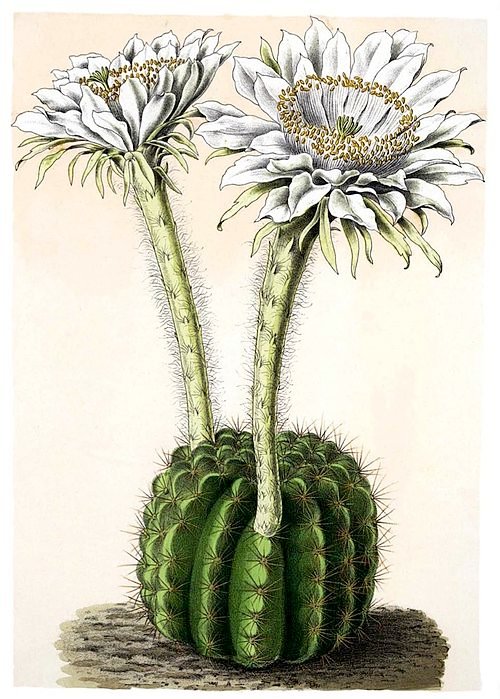 Prachtige roze bloemen op Echinopsis calochlora cactusplant met groene stekels.