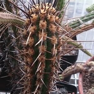 Indrukwekkende Weberbauerocereus cactus met grote witte bloemen.