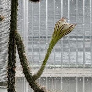 Soehrensia hahniana cactus met lichtgroene ribbels en witte wollige haren.