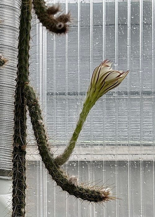 Soehrensia hahniana cactus met lichtgroene ribbels en witte wollige haren.
