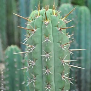 Echinopsis cuzcoensis cactus met grote witte bloemen tegen groene achtergrond.