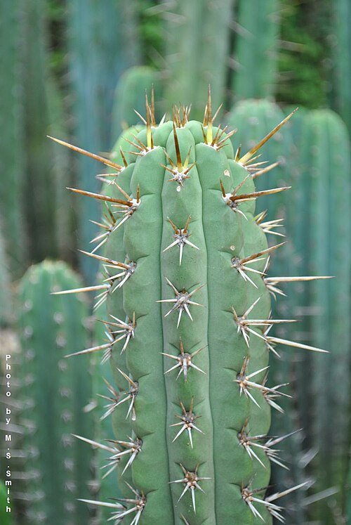 Echinopsis cuzcoensis cactus met grote witte bloemen tegen groene achtergrond.