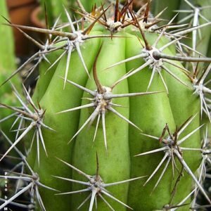 Echinopsis tacaquirensis cactus met heldere roze bloemen en groene stekels.